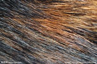 毛图片,历史记忆的瞬间凝视